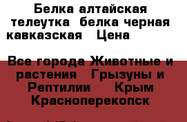 Белка алтайская телеутка, белка черная кавказская › Цена ­ 5 000 - Все города Животные и растения » Грызуны и Рептилии   . Крым,Красноперекопск